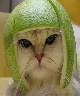 Catspaws