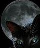 Purrfurktn