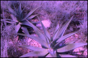 Biodiversity Projects build - these spiky alien plants deserve to be preserved even if they have no practical use.